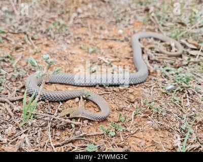 Gelbliche Whipsnake (Demansia psammophis) Stockfoto