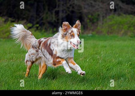 Australian Shepherd / Aussie, Rasse von Hütehund aus den Vereinigten Staaten, die auf der Wiese laufen Stockfoto