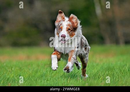Australian Shepherd / Aussie, Rasse von Hütehund aus den Vereinigten Staaten, die auf der Wiese laufen Stockfoto