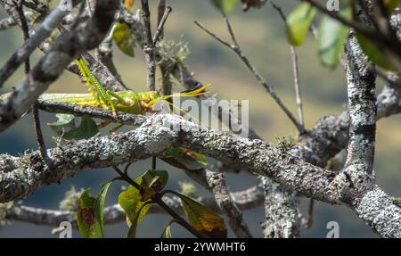 Veilchengrasshopper (Tropidacris collaris) Stockfoto