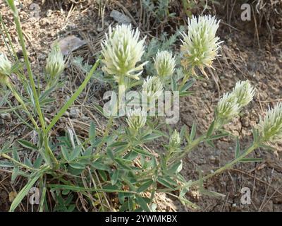 Ungarische Klee (Trifolium pannonicum) Stockfoto