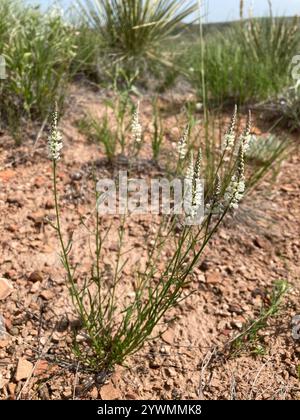 Weißes Milchkraut (Polygala alba) Stockfoto