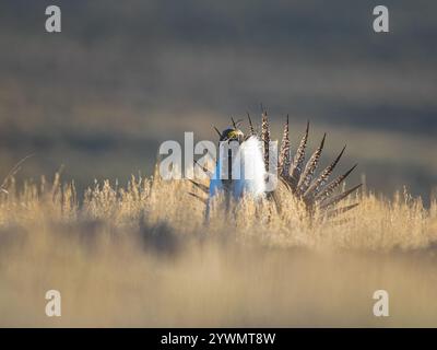 Große Auerhühner, die sich am frühen Morgen auf der Prärie zeigen Stockfoto