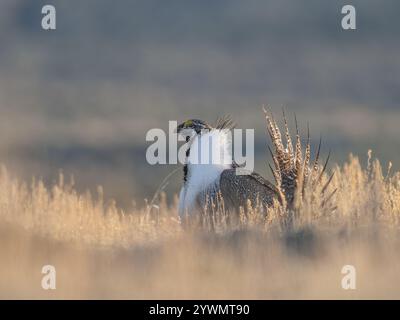 Große Auerhühner, die sich am frühen Morgen auf der Prärie zeigen Stockfoto