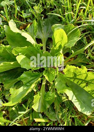 Amerikanische Kochbanane (Plantago rugelii) Stockfoto