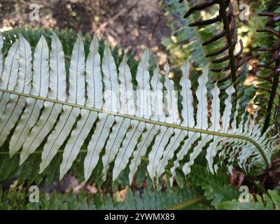 Kronfarn (Lomaria-Verfärbung) Stockfoto