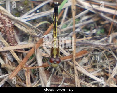 Little Blue Dragonlet (Erythrodiplax minuscula) Stockfoto