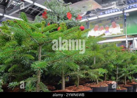 Moskau, Russland, November 2019: Kleine Nadelkeimlinge in Töpfen - Fichte, Tanne, Kiefer werden im Laden am Vorabend von Weihnachten und Neujahr verkauft. Stockfoto