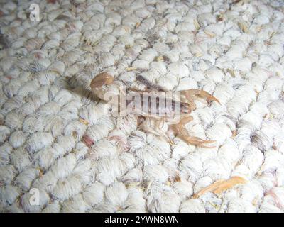 Skorpion (Paravaejovis spinigerus) Stockfoto