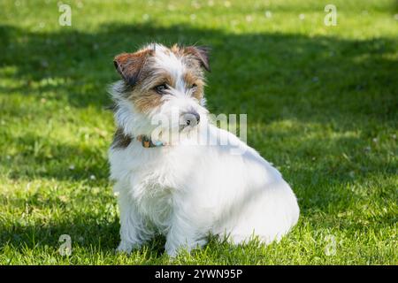 Reinrassiger, gebrochener Welpe Jack Russell Terrier sitzt im Garten. Jack Parson Russell Terrier Welpe Hund, braun rau beschichtet, draußen im Park. Stockfoto