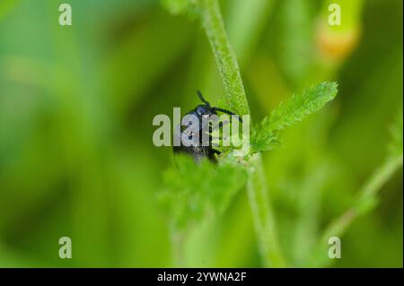 Schwarz durchstochener Blattkäfer (Galeruca tanaceti) Stockfoto