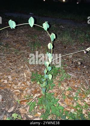 Violette Buschbohne (Macroptilium atropurpureum) Stockfoto