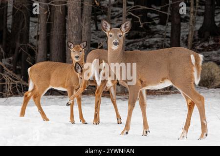 Weißwedelhirsche während eines Maine-Winters. Stockfoto