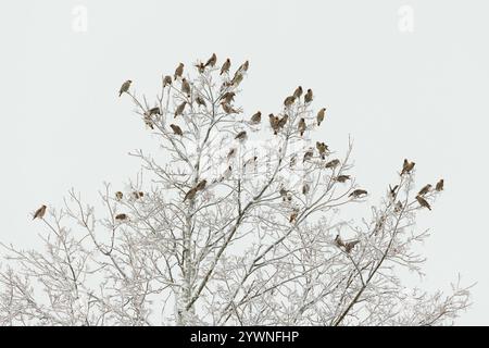 Eine Herde böhmischer Wachsflügel, die in einem eisigen Baum gebraten werden. Stockfoto