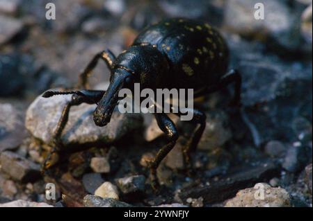 Butterbur Weevil (Liparus glabrirostris) Stockfoto