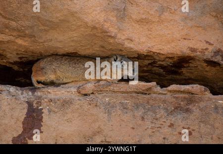 Rock Cavy (Kerodon rupestris) Stockfoto