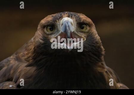 Östlicher Kaiseradler (Aquila heliaca) und Baum. Wildtiere. Stockfoto