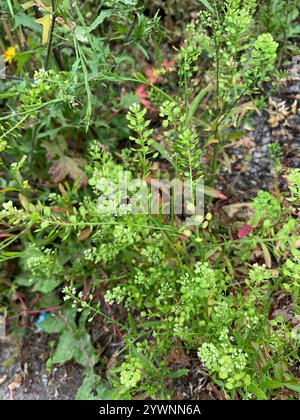 Virginia-Pfeffergras (Lepidium virginicum) Stockfoto