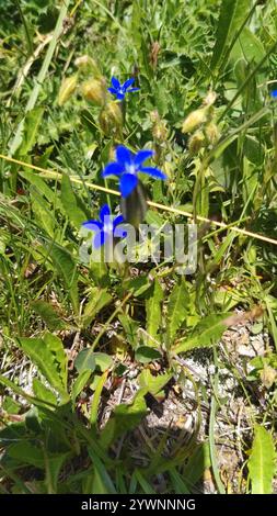 Blase Enzian (Gentiana utriculosa) Stockfoto