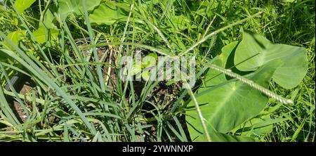 Gänsegras (Eleusine indica) Stockfoto