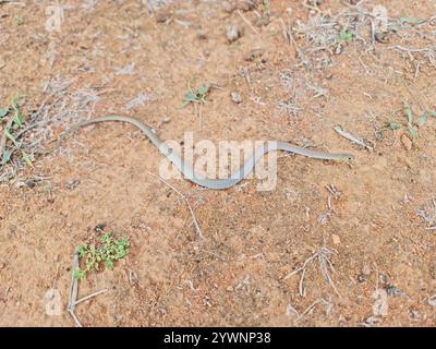 Gelbliche Whipsnake (Demansia psammophis) Stockfoto