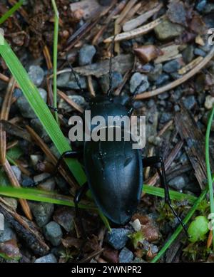 Glatt geschliffener Käfer (Carabus glabratus) Stockfoto
