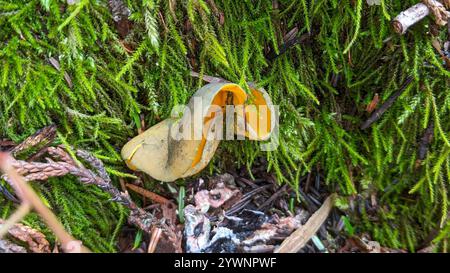 Frühlingsorangenschalen-Pilz (Caloscypha fulgens) Stockfoto