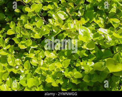 Roundleaf greenbrier (Smilax rotundifolia) Stockfoto