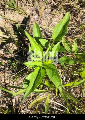 Graukopf-Coneflower (Ratibida pinnata) Stockfoto