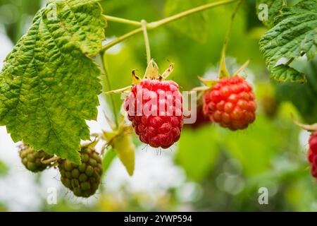 Nahaufnahme eines Bündels reifer roter Himbeeren, die an einem Zweig hängen, mit ein paar unreifen grünen Beeren im Hintergrund. Die Himbeeren sind prall A Stockfoto