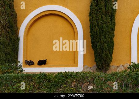 Katzen, die sich in Stille an einem blinden Fenster sonnen Stockfoto