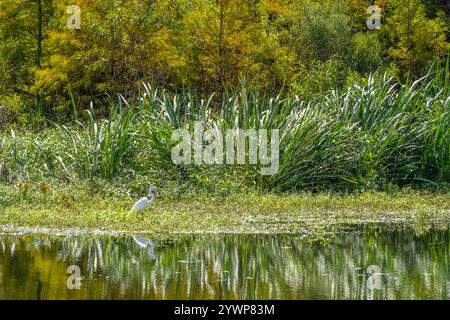 Reiher (Ardea alba) waten im Sweetwater Wetlands Park entlang der Paynes Prairie in Gainesville, Florida. (USA) Stockfoto