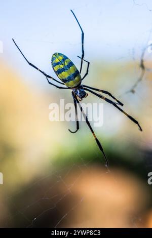 Weibliche Joro-Spinne (Trichonephila clavata) auf ihrem Netz in Metro Atlanta, Georgia. (USA) Stockfoto