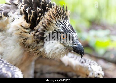 Nahaufnahme eines juvenilen Fischadels (Pandion haliaetus) zur Forschung, die gebündelt wird. Stockfoto