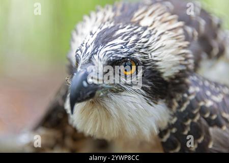 Nahaufnahme eines juvenilen Fischadels (Pandion haliaetus) zur Forschung, die gebündelt wird. Stockfoto