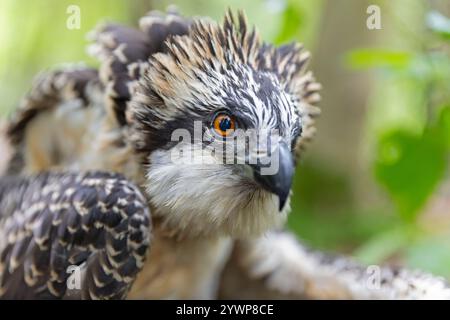 Nahaufnahme eines juvenilen Fischadels (Pandion haliaetus) zur Forschung, die gebündelt wird. Stockfoto