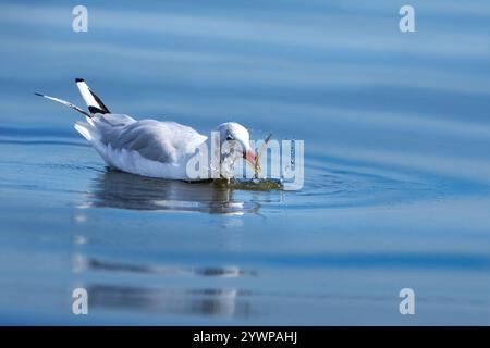 Schwarzkopfmöwe (Chroicocephalus ridibundus) mit gefangenen kleinen Fischen, schwimmend in blauem Wasser Stockfoto