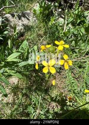 Isle of man Kohl (Coincya monensis) Stockfoto