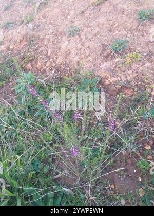 Stachelige Purplegorse (Muraltia heisteria) Stockfoto