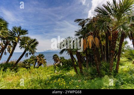 Wunderschöne Palmen, die an einem bergigen Hang in der Nähe des Meeres wachsen und das Meer überblicken. Stockfoto