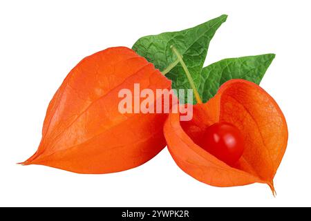 Kap Stachelbeere, Physalis isoliert auf weißem Hintergrund mit voller Schärfentiefe Stockfoto