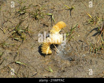 Channeled Whelk (Busycotypus canaliculatus) Stockfoto