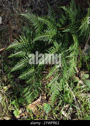 Austral Bracken (Pteridium esculentum) Stockfoto