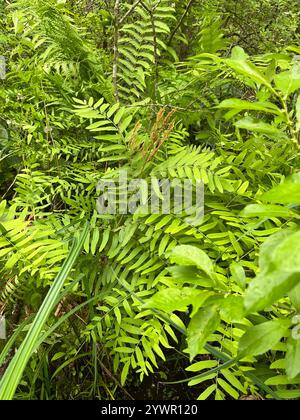 American Royal Fern (Osmunda spectabilis) Stockfoto