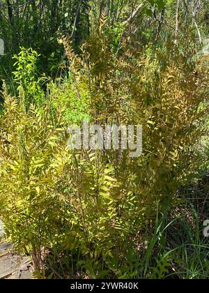 American Royal Fern (Osmunda spectabilis) Stockfoto