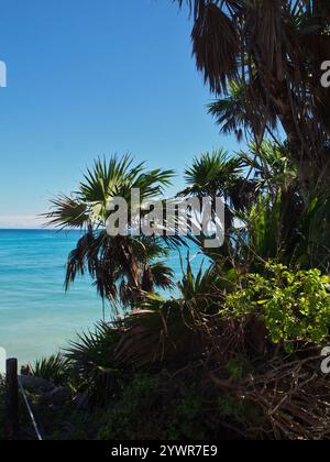 Palme in Tulum, Mexiko Stockfoto