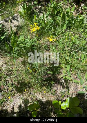 Isle of man Kohl (Coincya monensis) Stockfoto