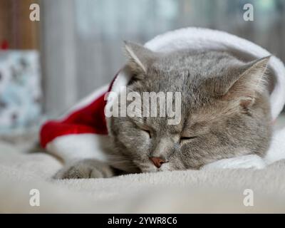 Wir feiern frohe Weihnachten und frohes neues Jahr 2025 zu Hause mit einem Haustier. Scottish Hetero Katze schläft in Nahaufnahme auf dem Bett Stockfoto