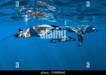 Riesen Teufelsrochen, Mobula mobular, Baja California, Mexiko, Golf von Kalifornien, Meer Von Cortez, Pazifik Stockfoto