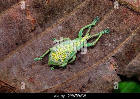 Irisierende Käfer, Compsus Cometes, Familie Curculionidae, Tambopata National Reserve, Madre de Dios Region, Tambopata Provinz, Peru, Amazonien Stockfoto